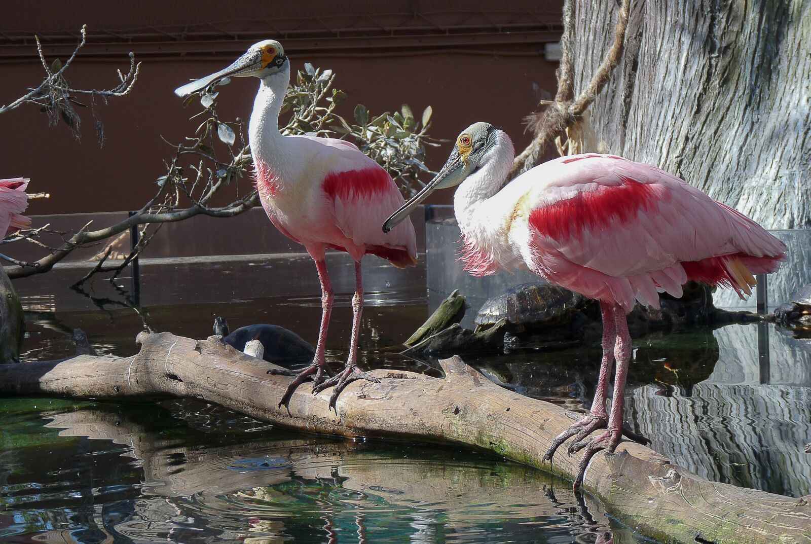 Panasonic Lumix DMC-FZ28 sample photo. Birds, spatulas, wader photography