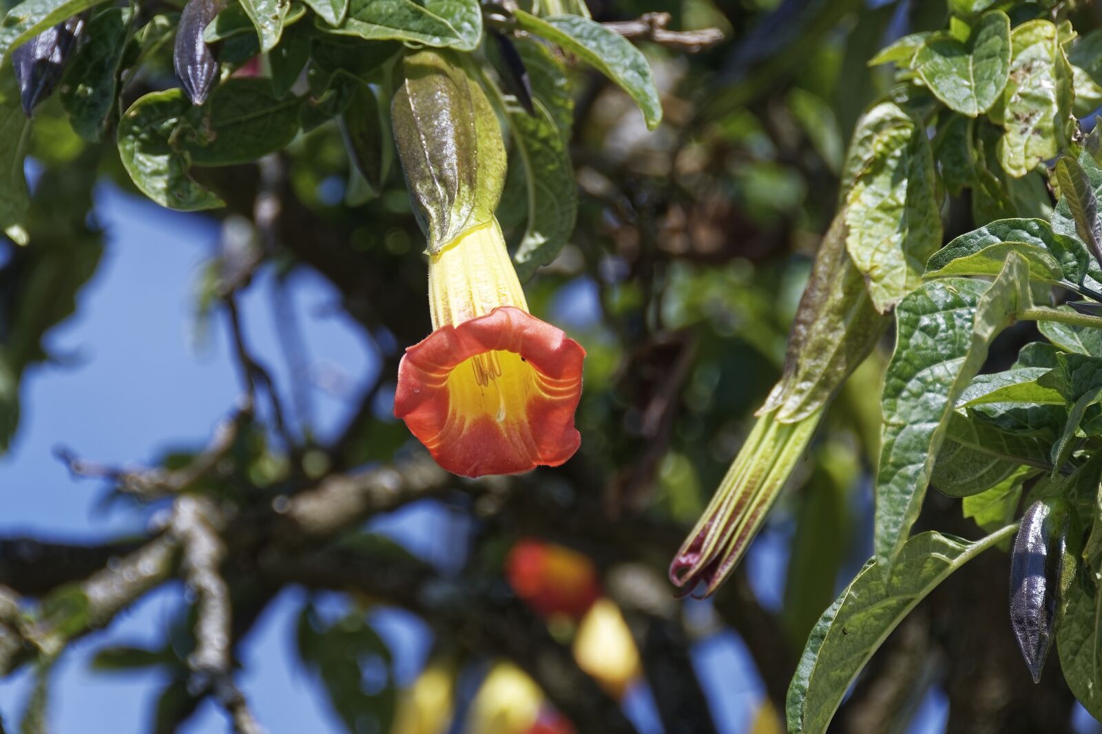 Nikon D500 sample photo. Colombia, tropics, plant photography