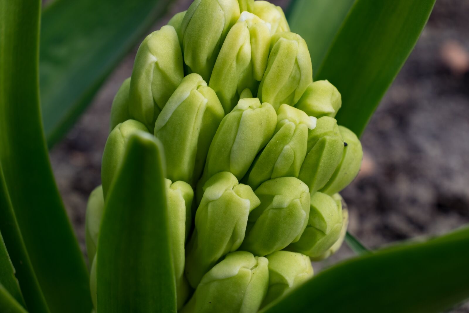 Fujifilm X-T10 sample photo. Bud, spring, hyacinth photography