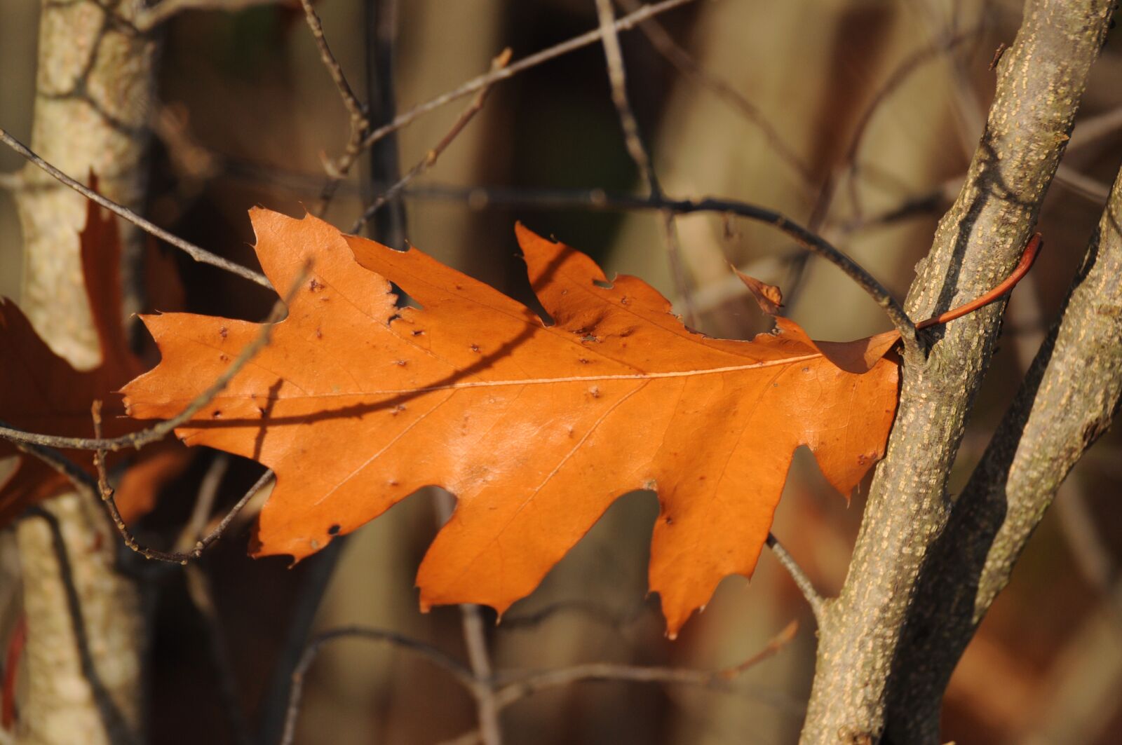 Nikon D5000 sample photo. Autumn, leaves, fall foliage photography