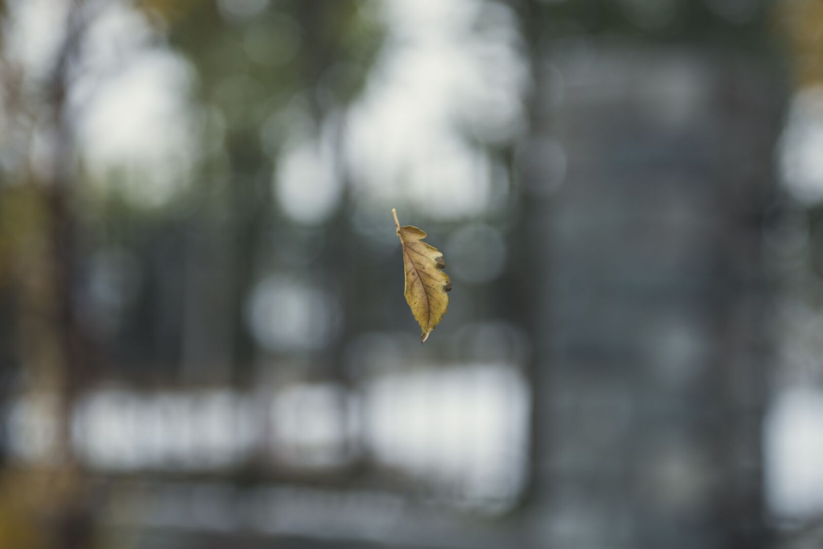 Nikon D750 sample photo. Defoliation, autumn, ppt backgrounds photography