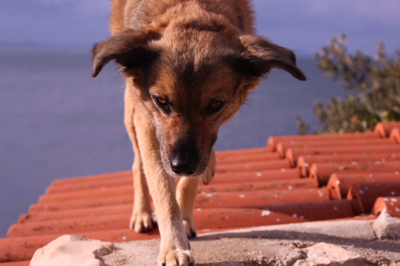 Canon EOS 700D (EOS Rebel T5i / EOS Kiss X7i) sample photo. Dog, roof, house photography