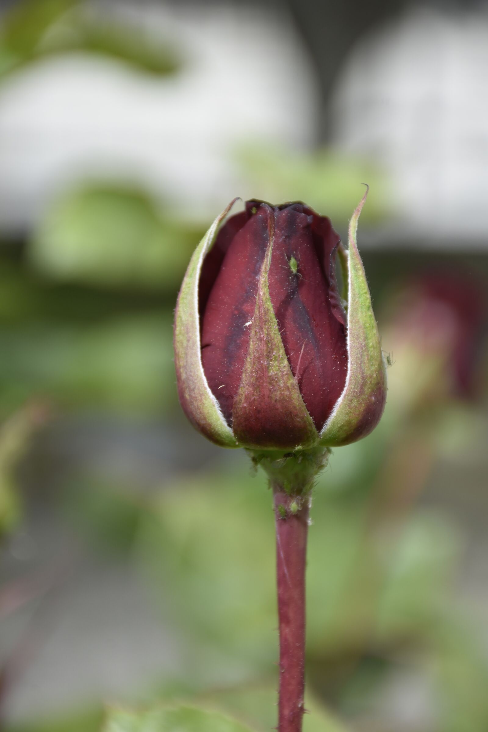 Nikon D7200 sample photo. Rose, red, garden photography