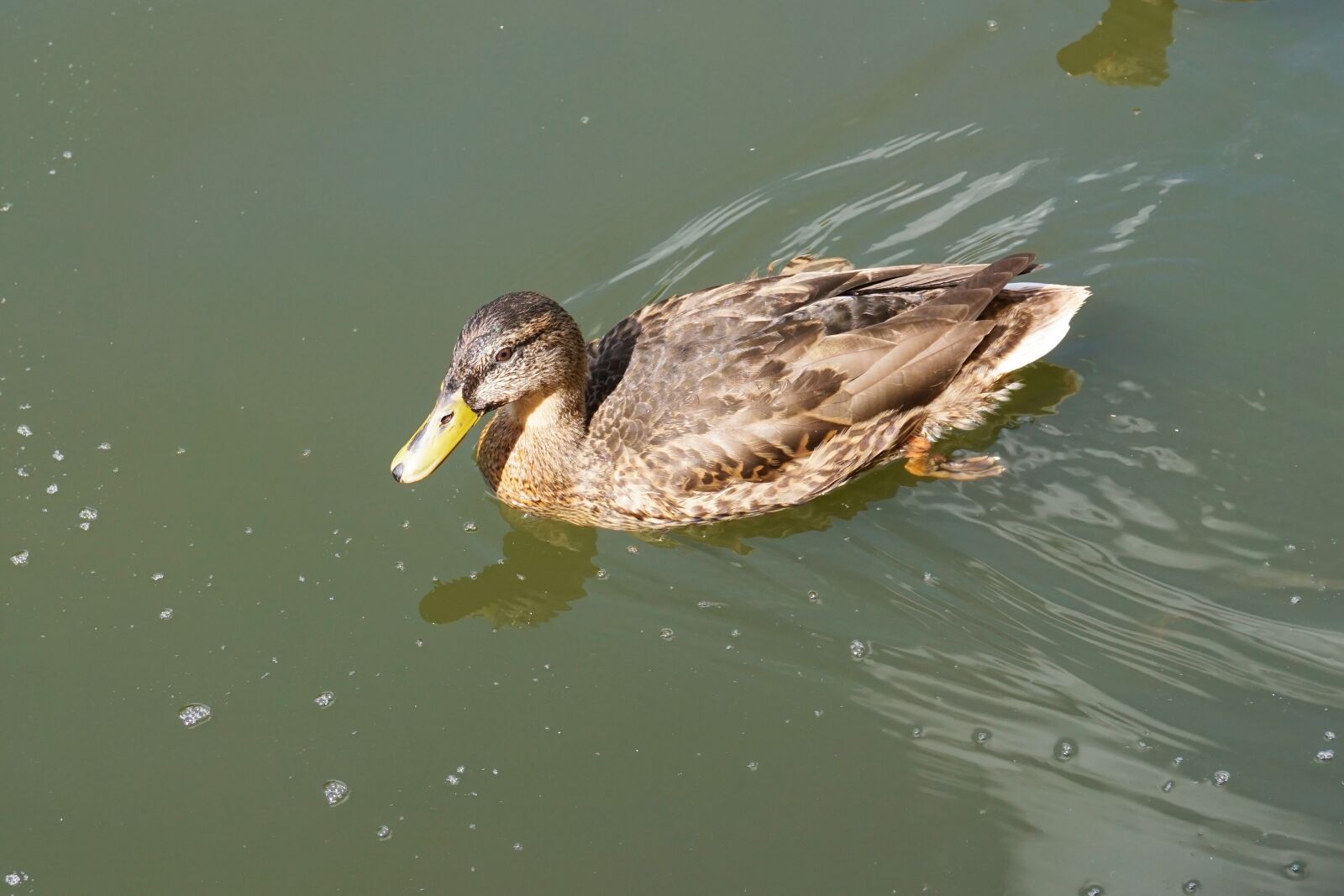 Sony a6000 sample photo. Duck, pond, water photography