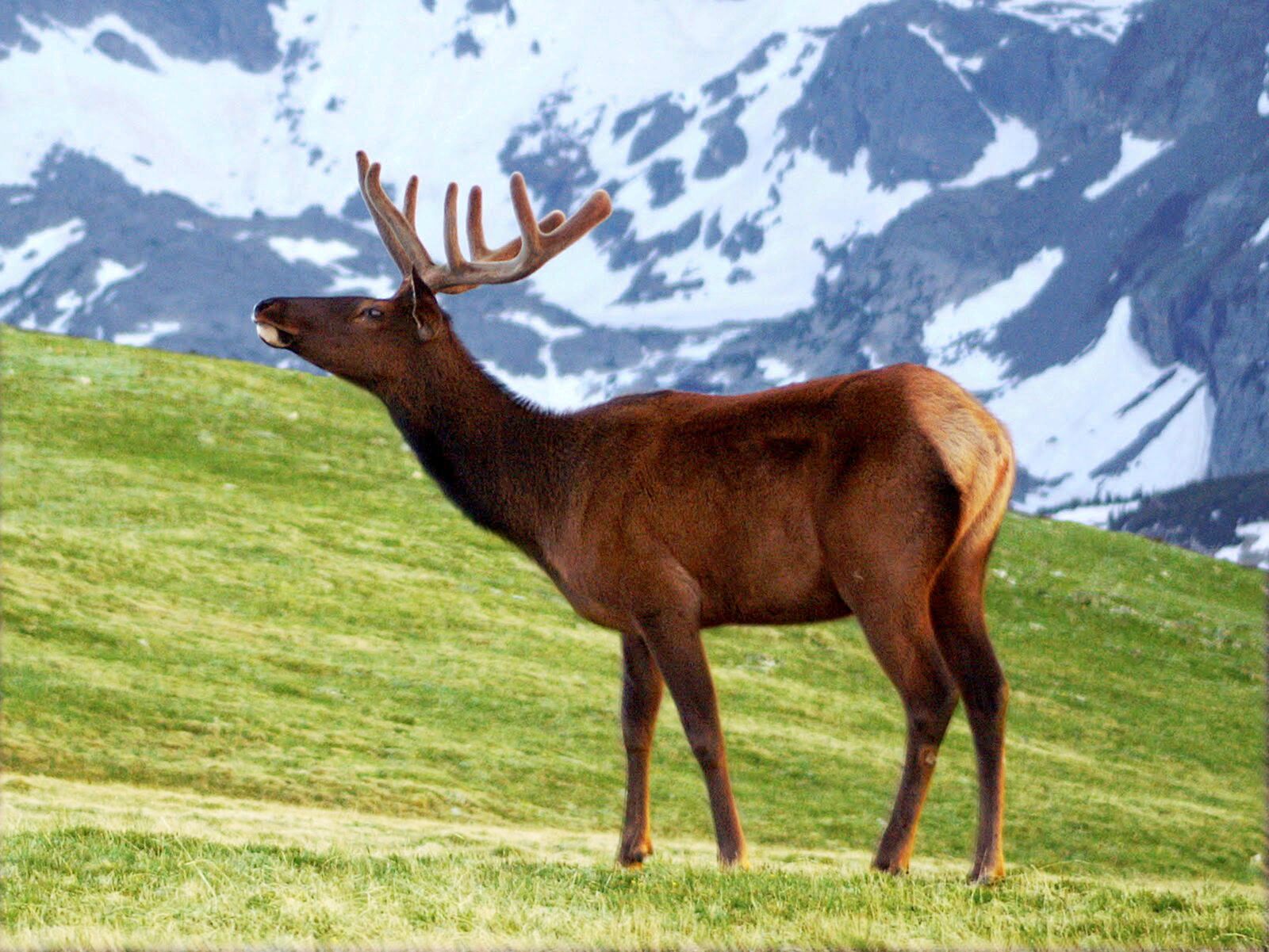KONICA MINOLTA MAXXUM 5D sample photo. Deer, mountain, nature photography
