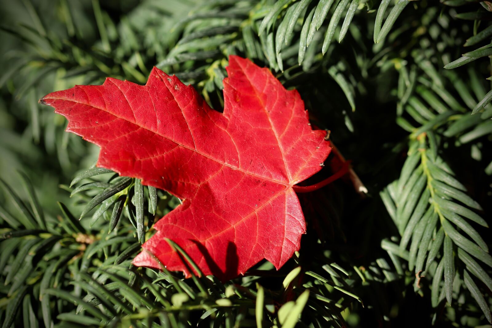 Canon EOS 800D (EOS Rebel T7i / EOS Kiss X9i) sample photo. Leaf, maple leaf, red photography