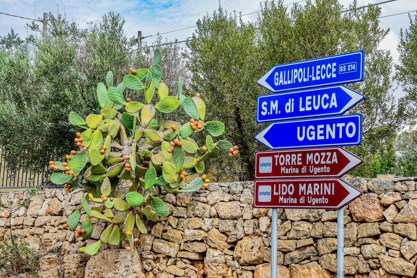 Nikon D5300 sample photo. Cactus, road, road trip photography