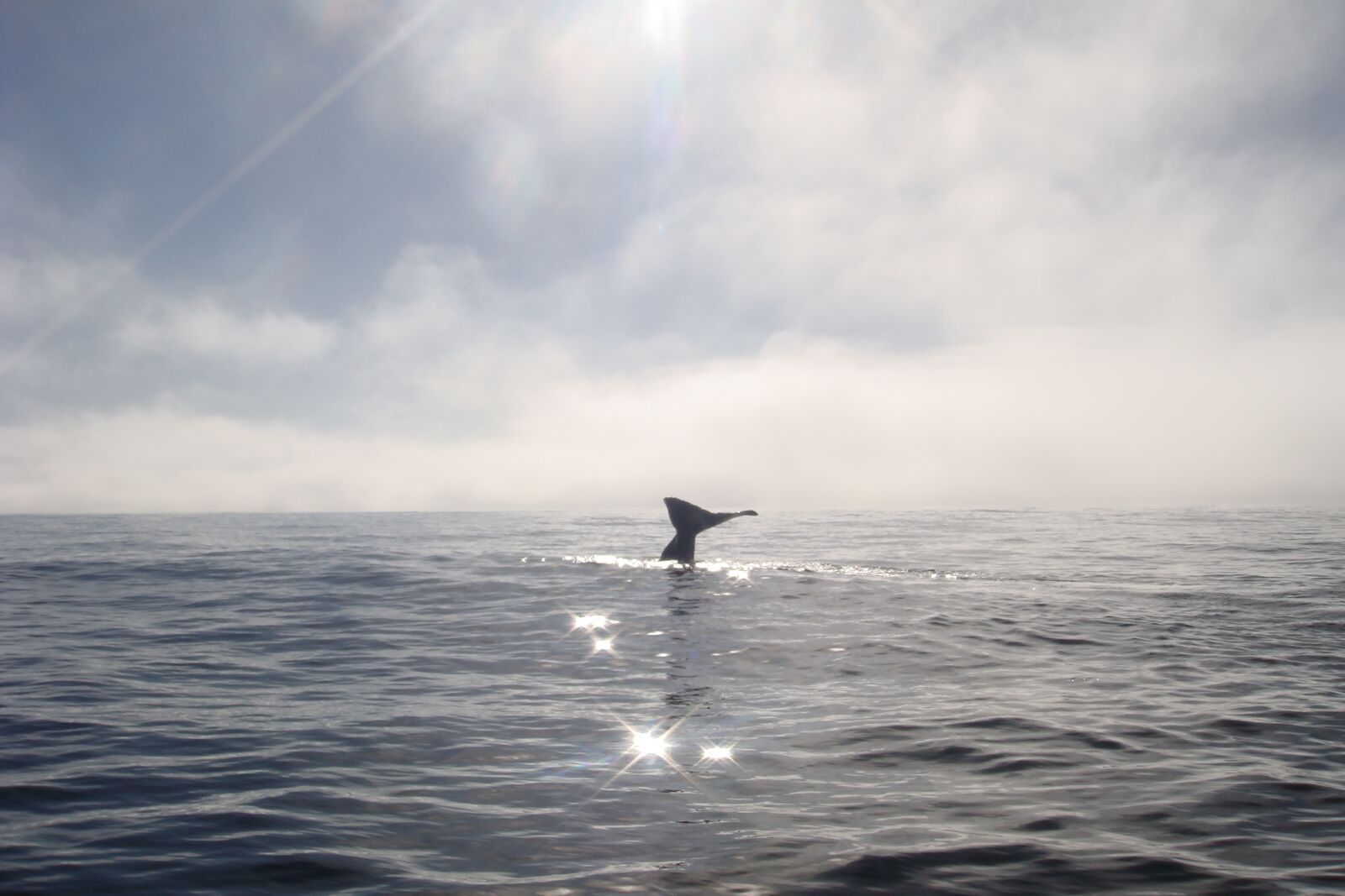 Sony DSC-T200 sample photo. Whale, fluke, ocean photography