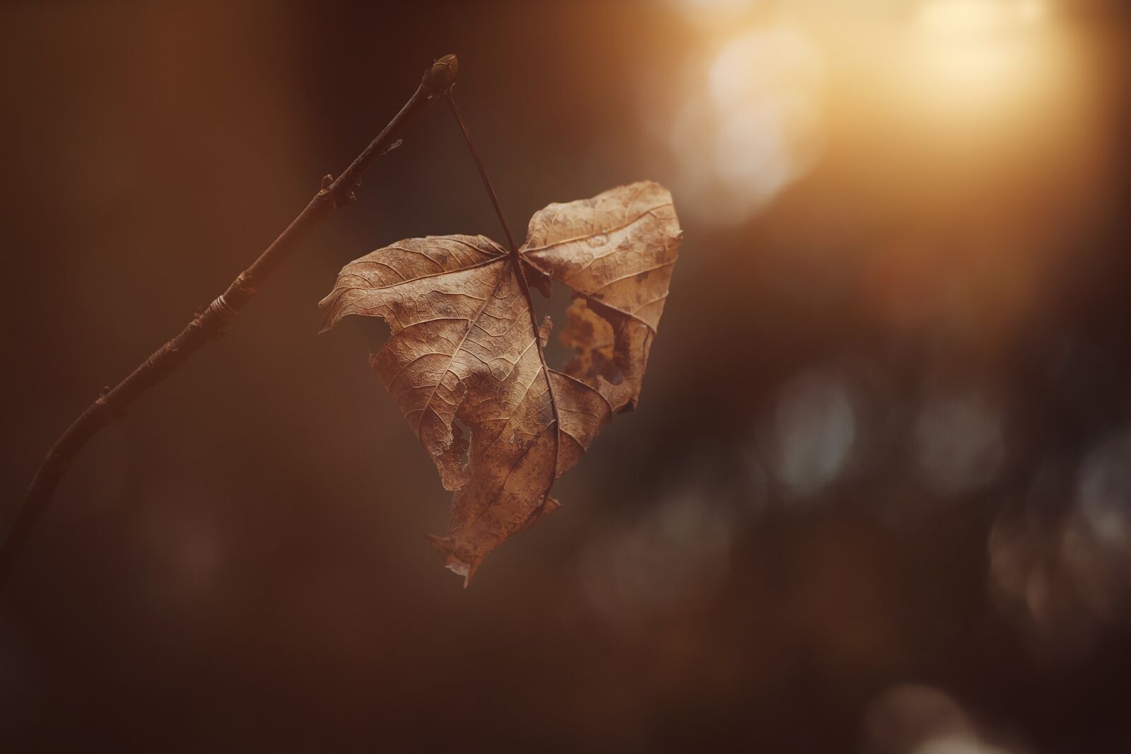 Nikon D7100 sample photo. Leaves, leaf, brown photography