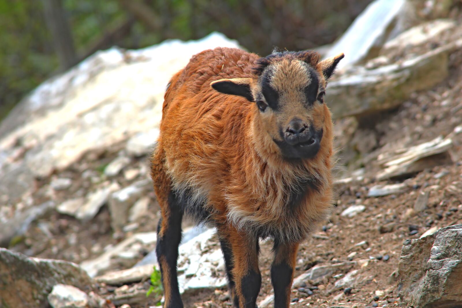 Canon EOS 650D (EOS Rebel T4i / EOS Kiss X6i) sample photo. Animal, ruminants, livestock photography