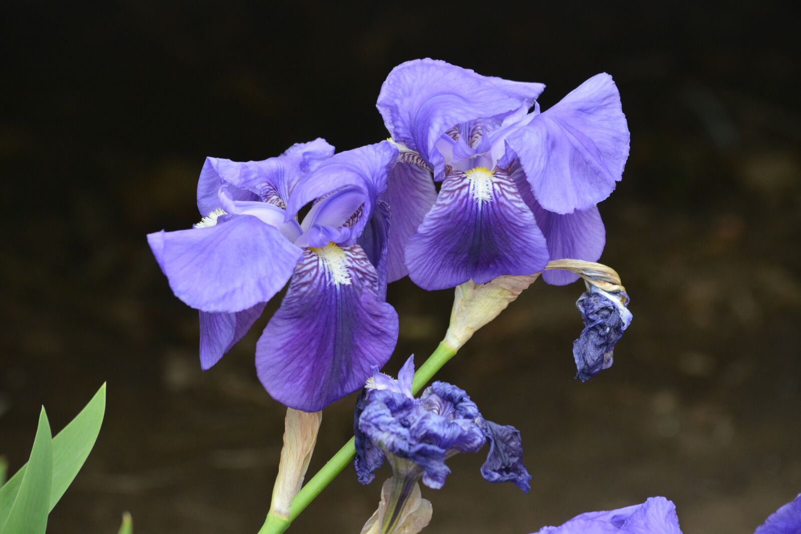 Nikon D5200 sample photo. Iris, flowers, nature photography