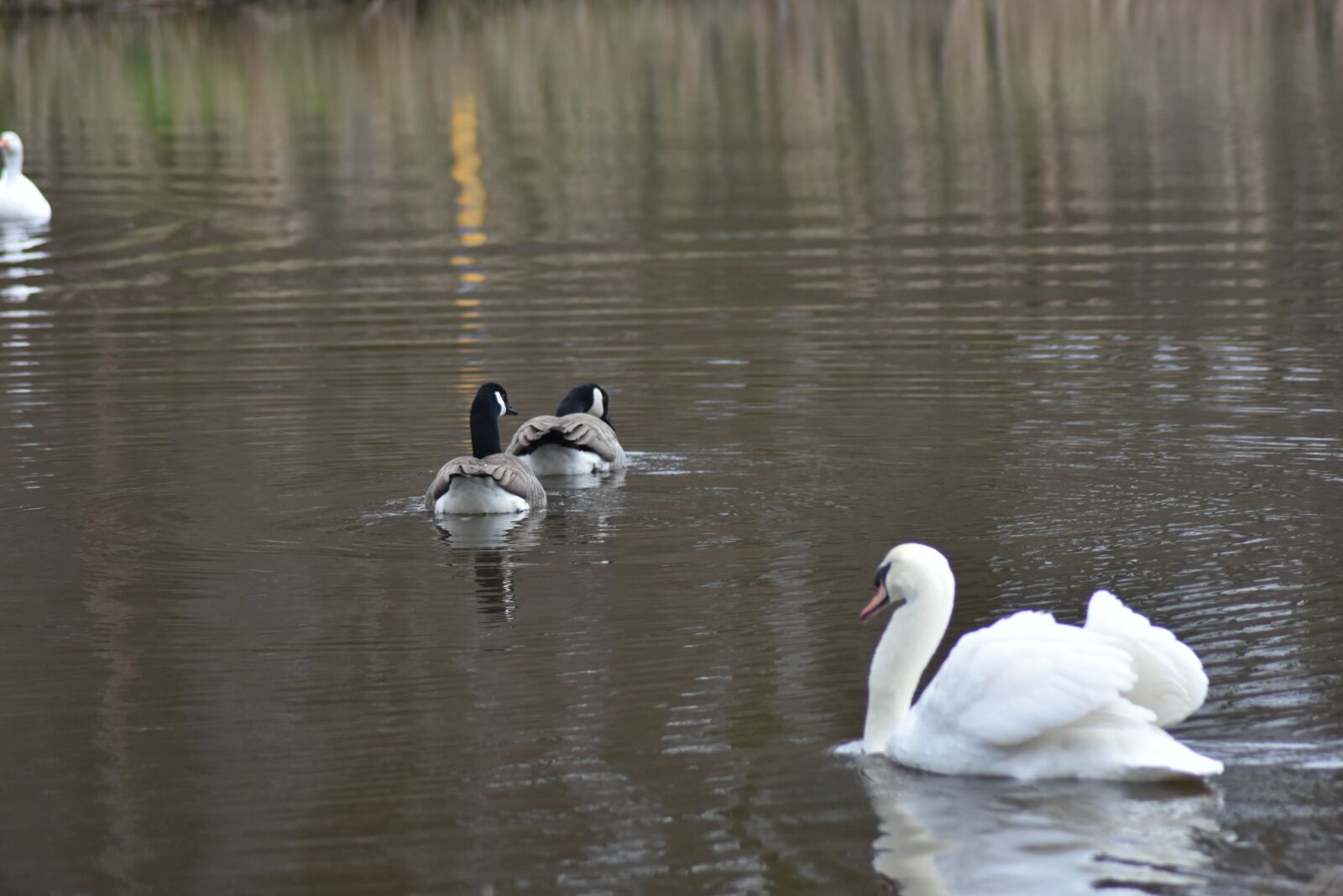 Nikon D7200 sample photo. Bird, water, swan photography