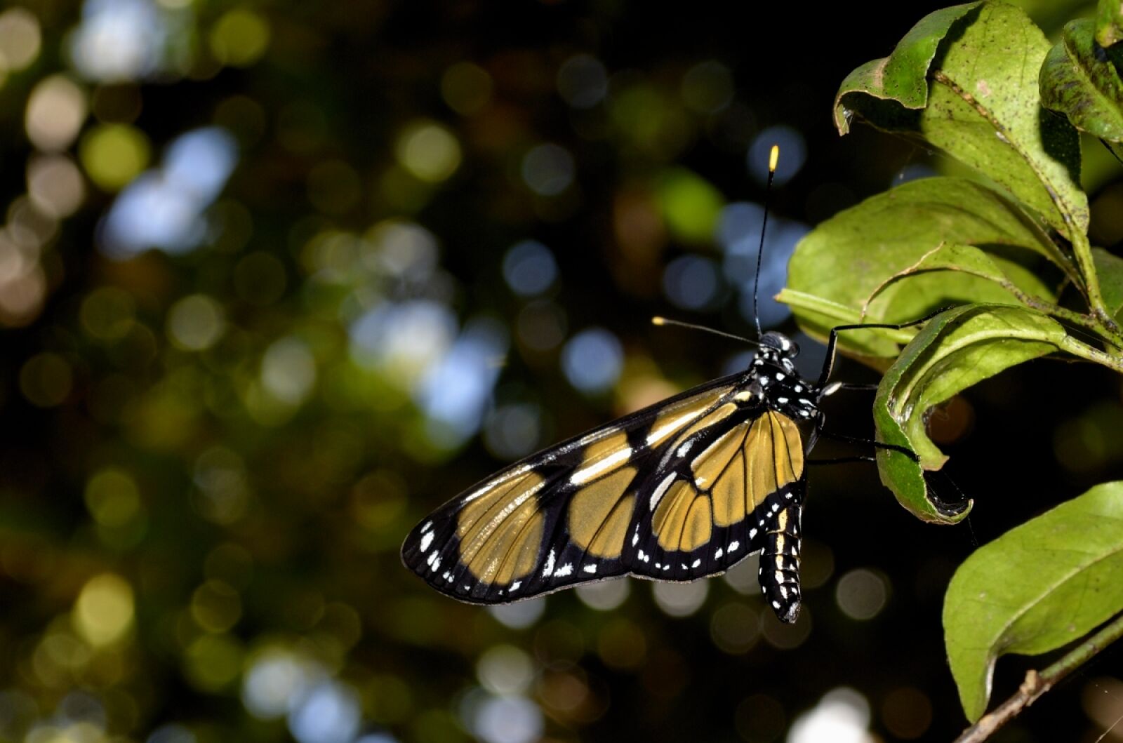 Nikon D5100 sample photo