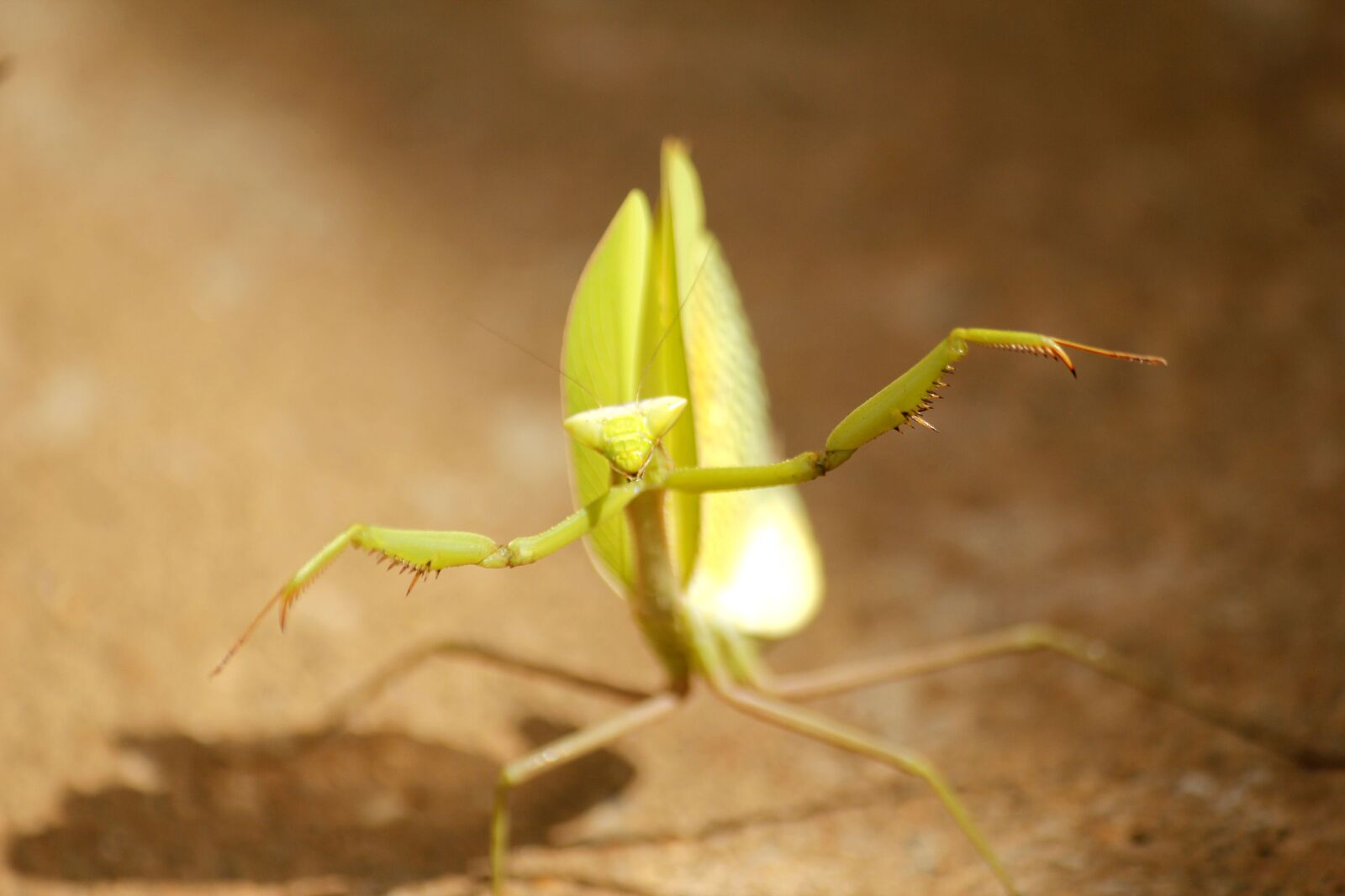 Canon EOS 550D (EOS Rebel T2i / EOS Kiss X4) sample photo. Cricket, insect, green photography