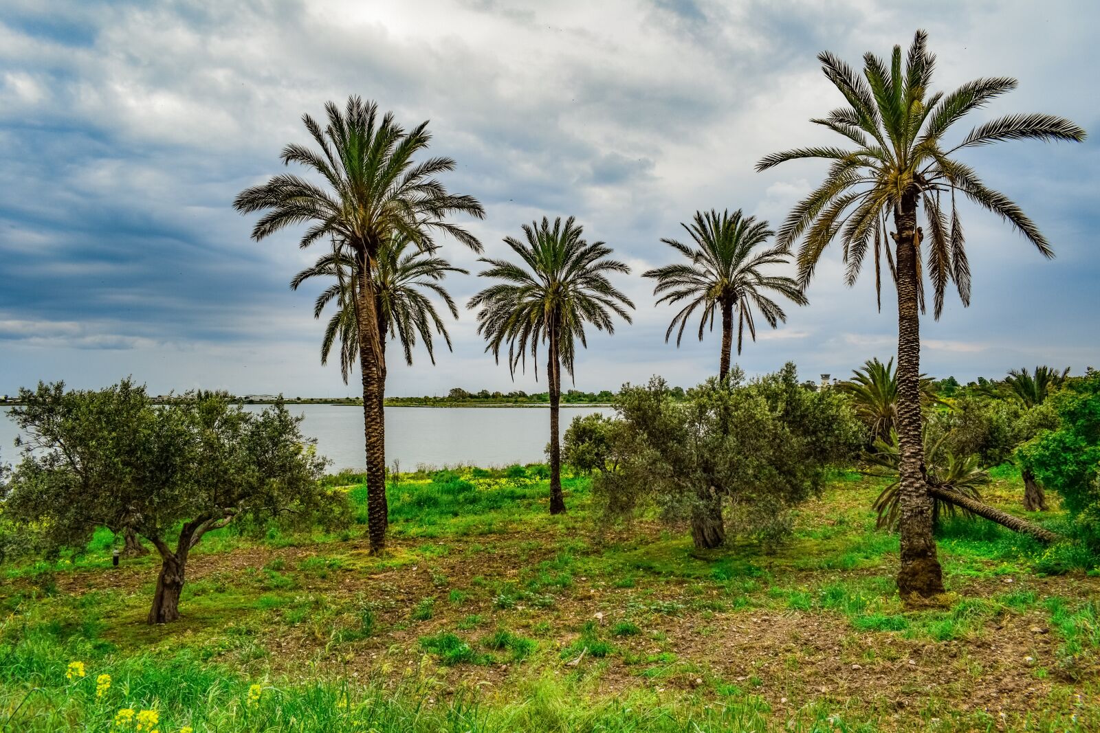 Nikon D3300 sample photo. Palm trees, trees, landscape photography