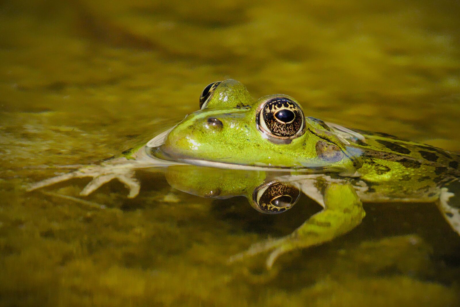 Canon EOS M5 sample photo. Frog, pond, animal photography