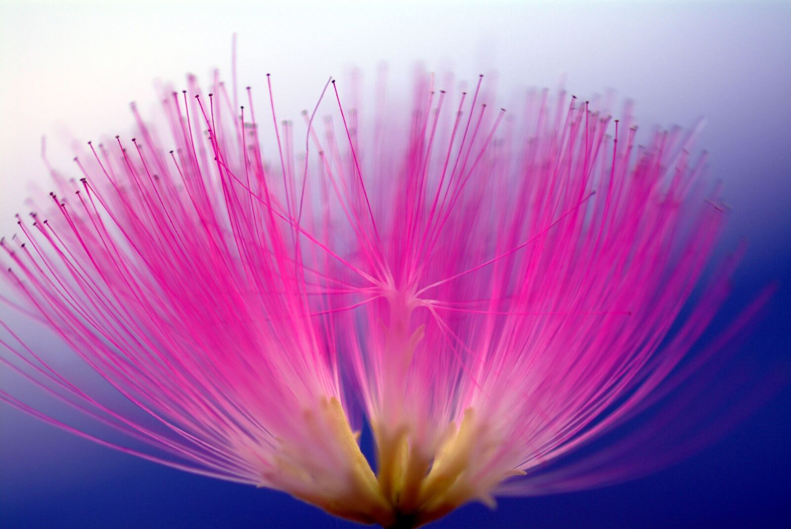 Fujifilm FinePix S3 Pro sample photo. Smile, spoor flower, wooden photography