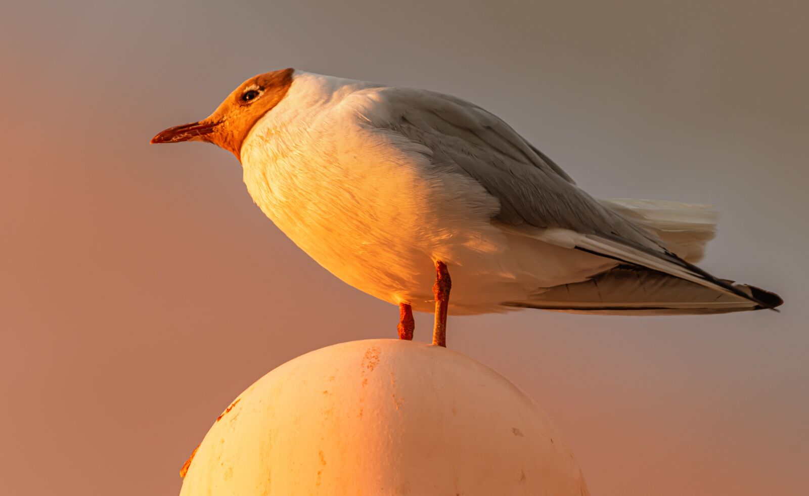 Canon EOS 80D sample photo. Seagull, bird, freedom photography