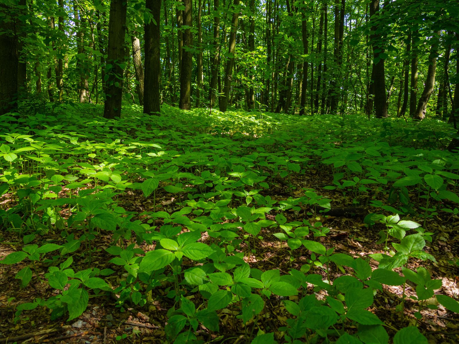 Olympus OM-D E-M10 III sample photo. Forest, plants, carpet photography