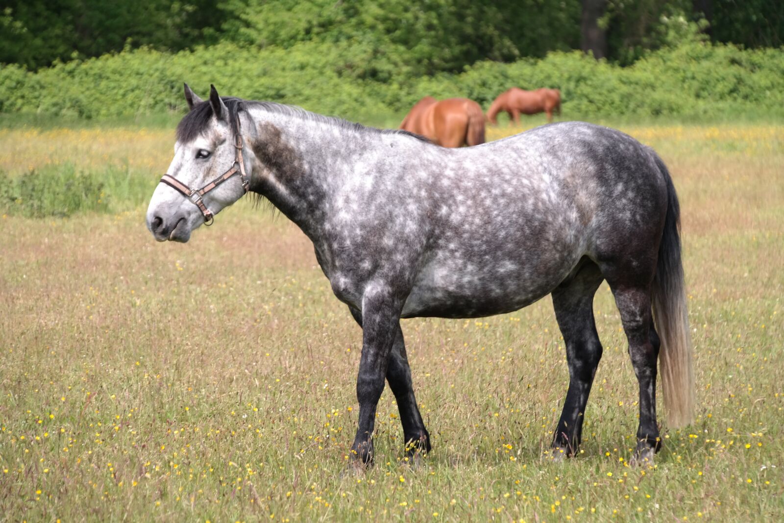 Samsung NX300 sample photo. Dapple, horse, mold photography