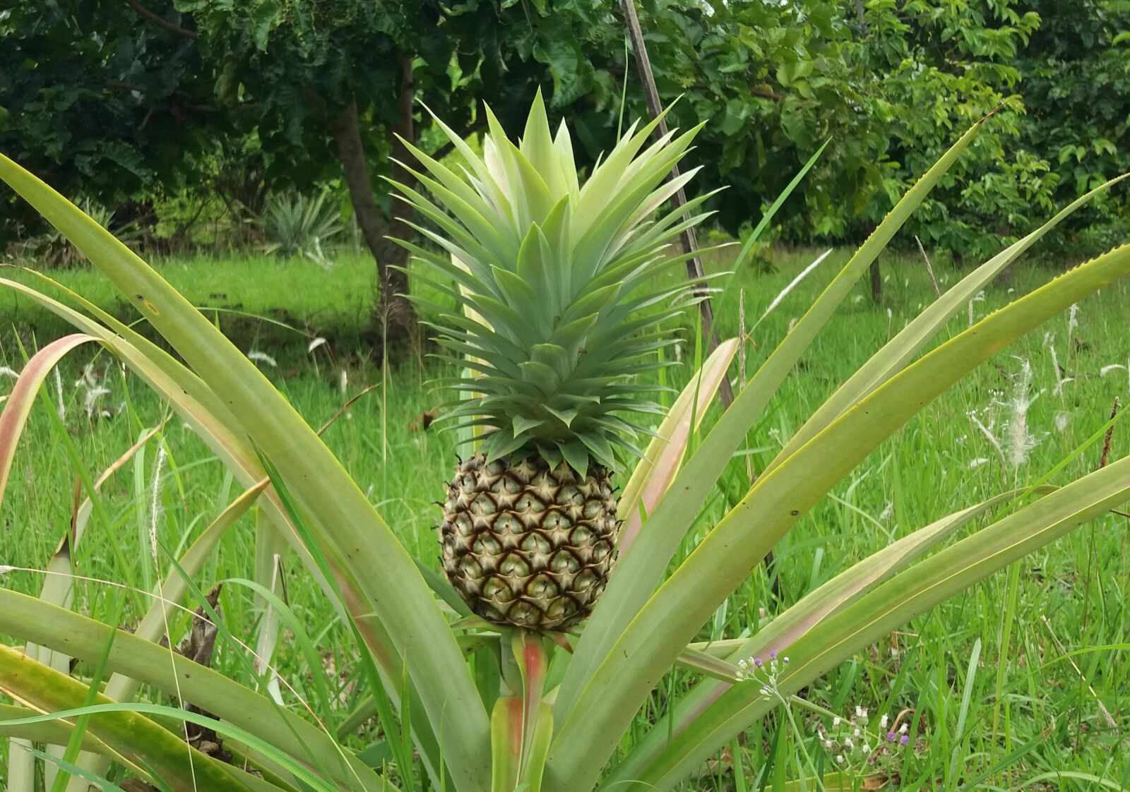 Samsung Galaxy J5(2016) sample photo. Pineapple, natural organic, nature's photography