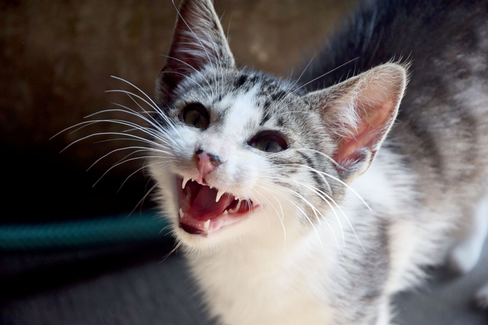 Nikon D3300 sample photo. Cat, animals, domestic cat photography