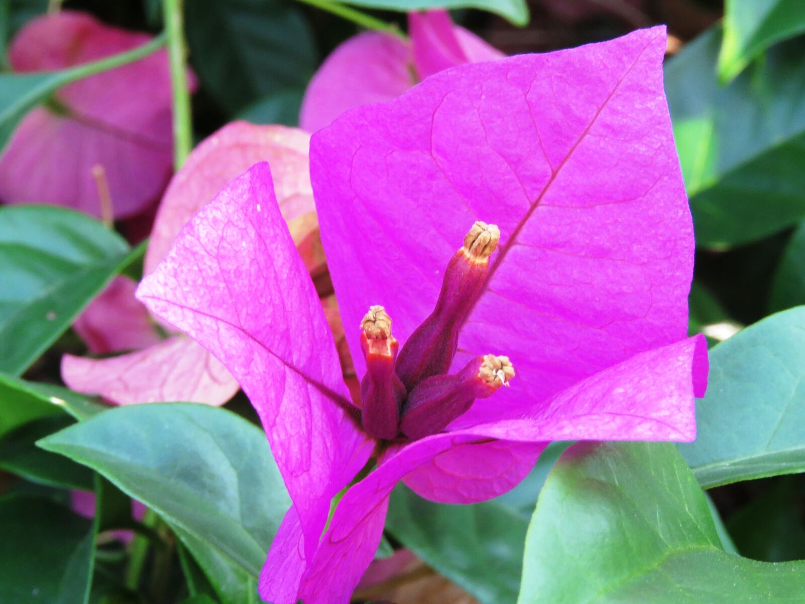 Canon PowerShot SX60 HS sample photo. Fresh, flower, zoom photography
