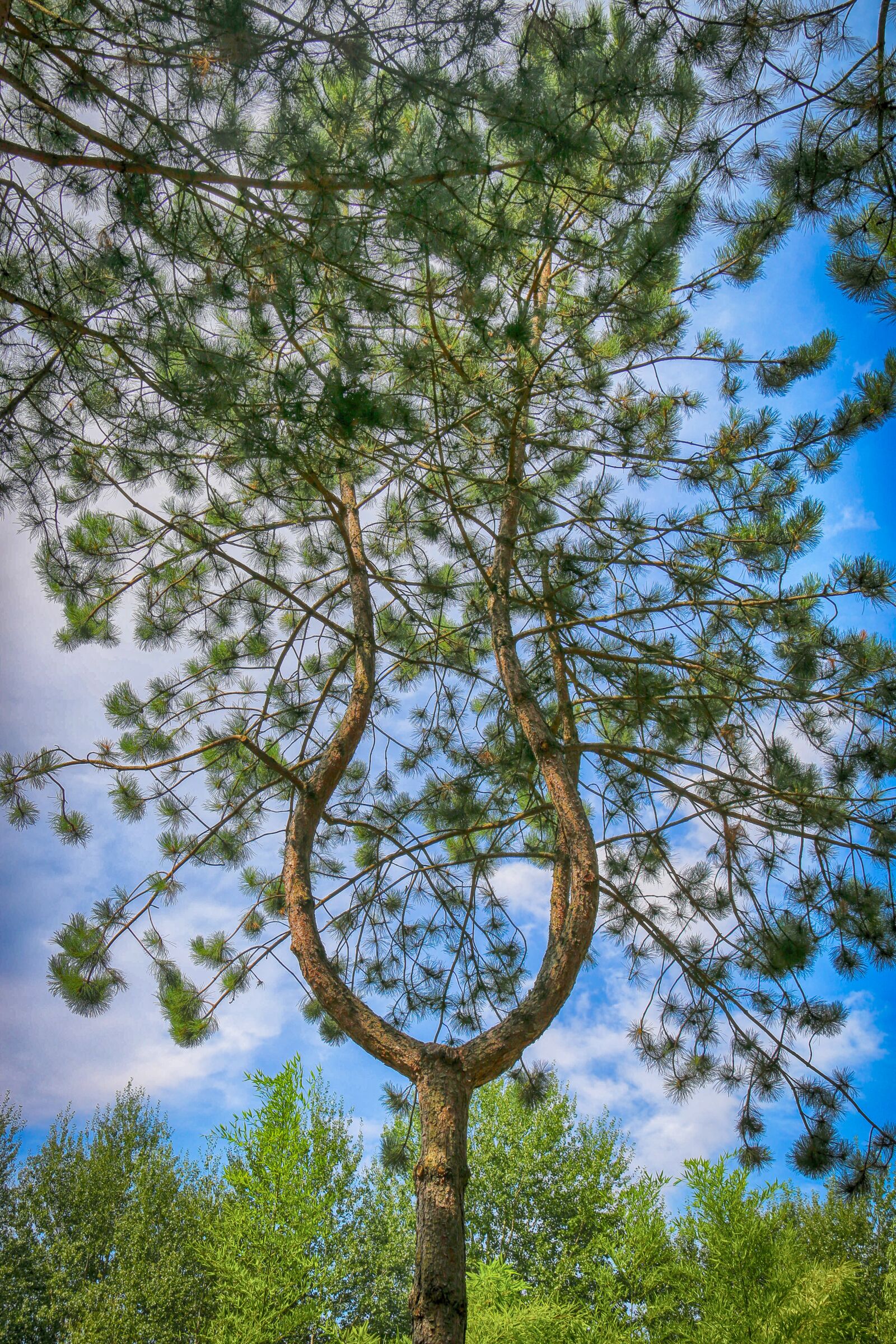 Canon EOS 70D sample photo. Tree, lyre, strange photography