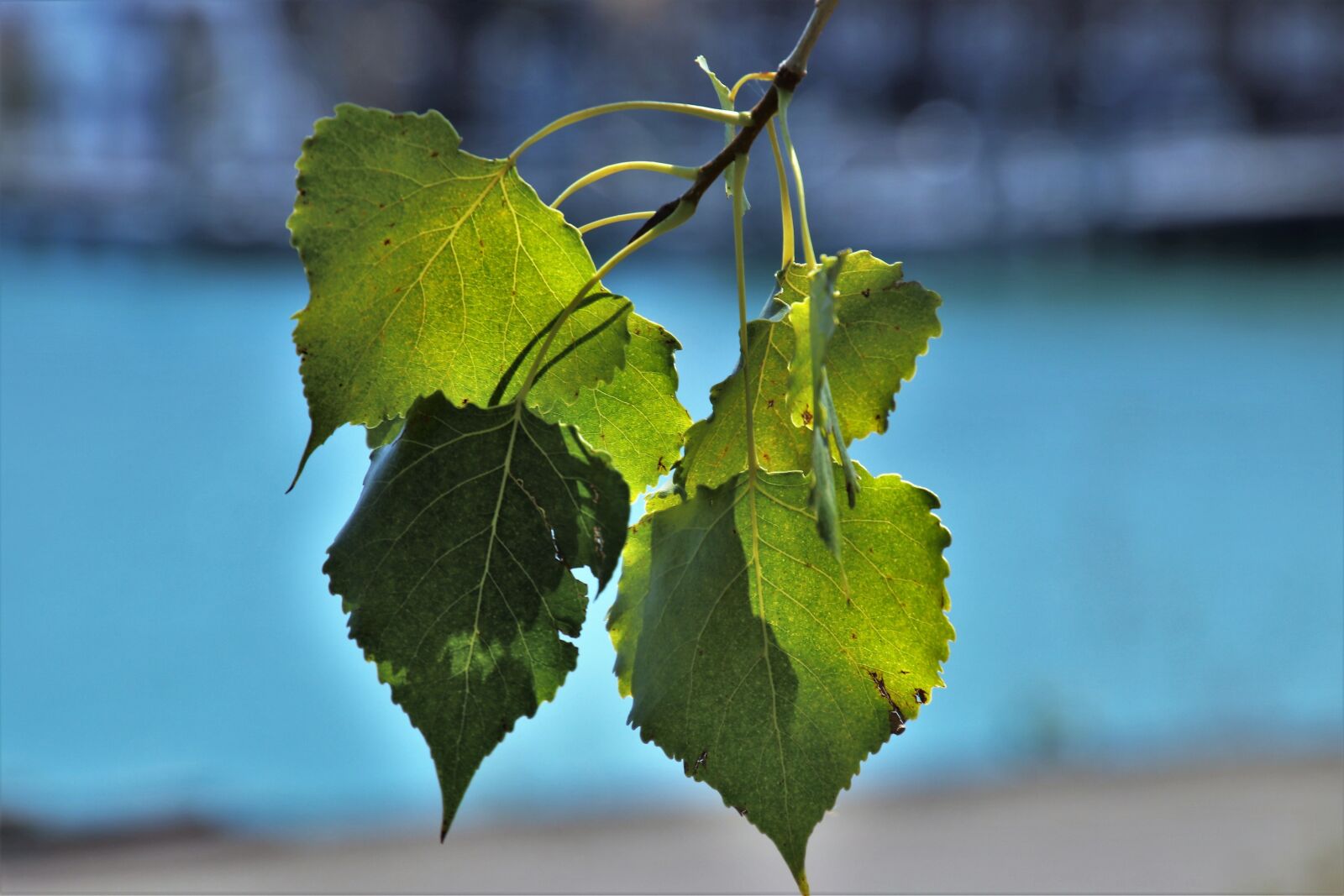 Canon EOS 80D sample photo. Sprig, foliage, branch photography