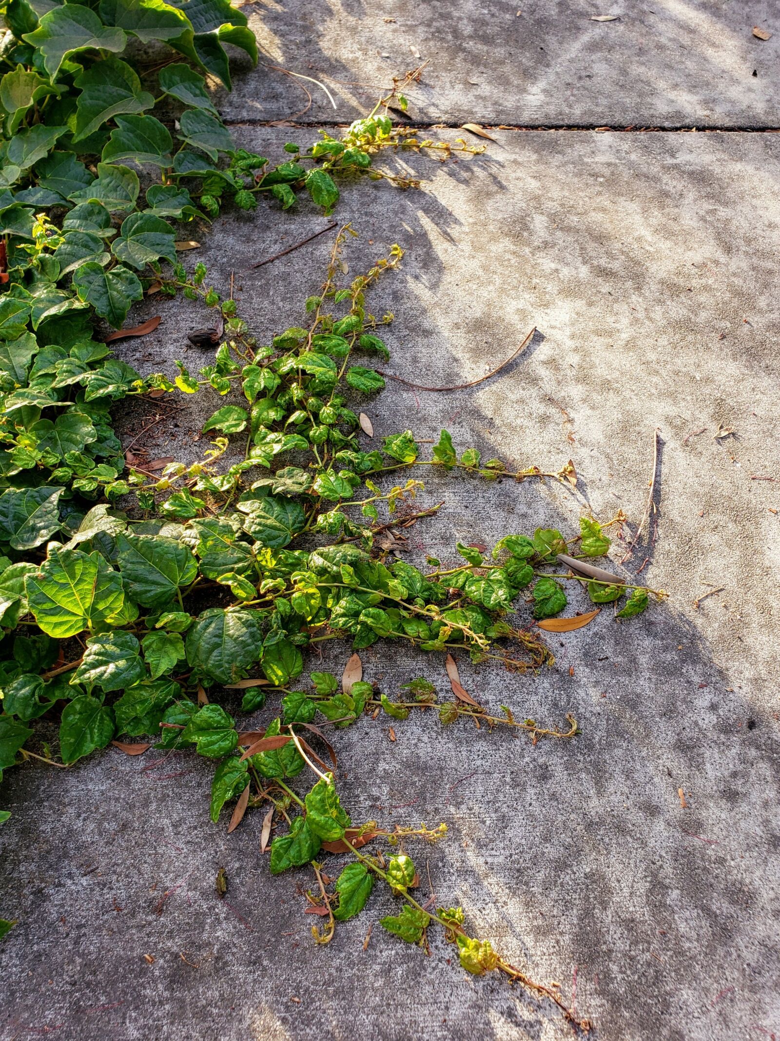 Samsung Galaxy Note9 sample photo. Sidewalk, ivy, walk photography