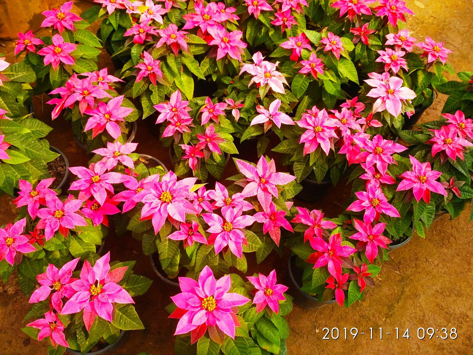 Xiaomi Redmi 3S sample photo. Flowers, नर्सरी, पिंक flowers photography