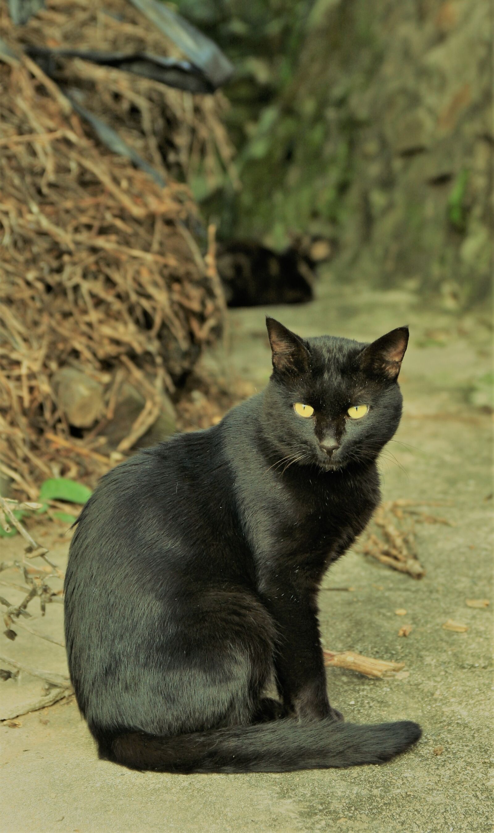 Canon EOS 40D sample photo. Cat, animal, holding the photography