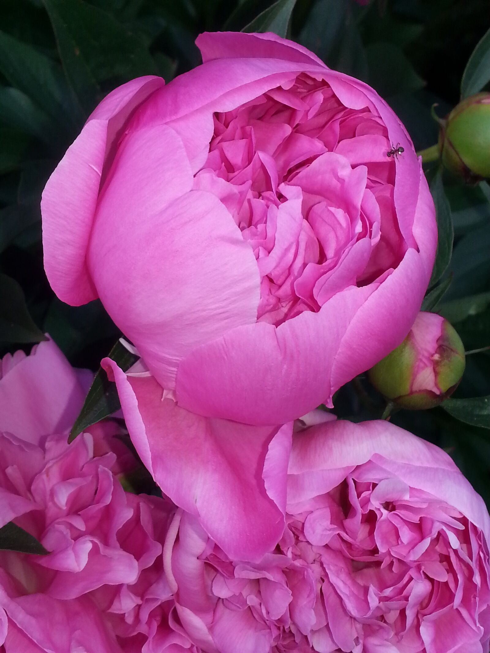 Samsung Galaxy S3 sample photo. Peony, pink, garden photography