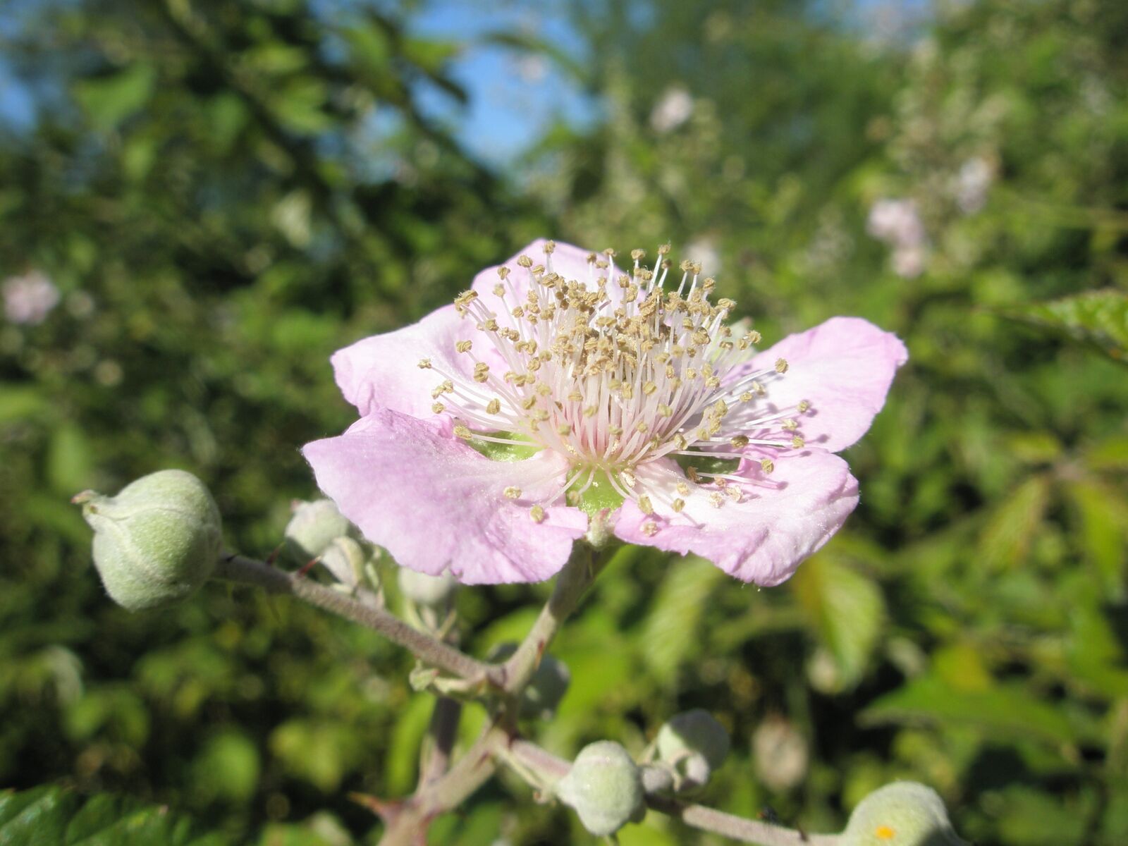 Olympus u820,S820 sample photo. Flower, flowers, lilac photography