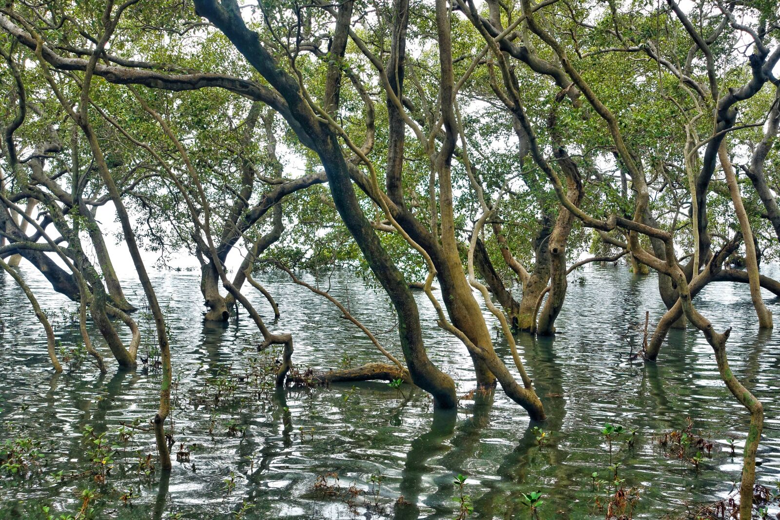 Sony Cyber-shot DSC-RX100 III sample photo. Forest, water, landscape photography