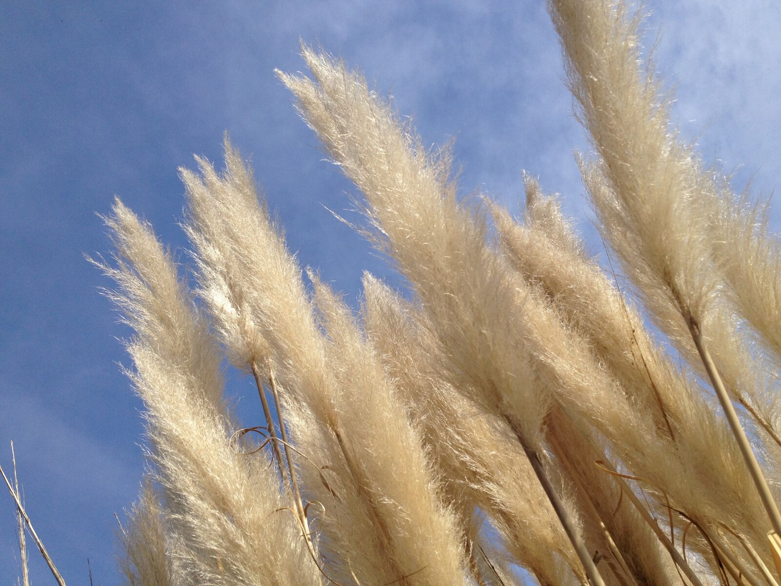 Apple iPhone 4S sample photo. Plants, sky, nature photography