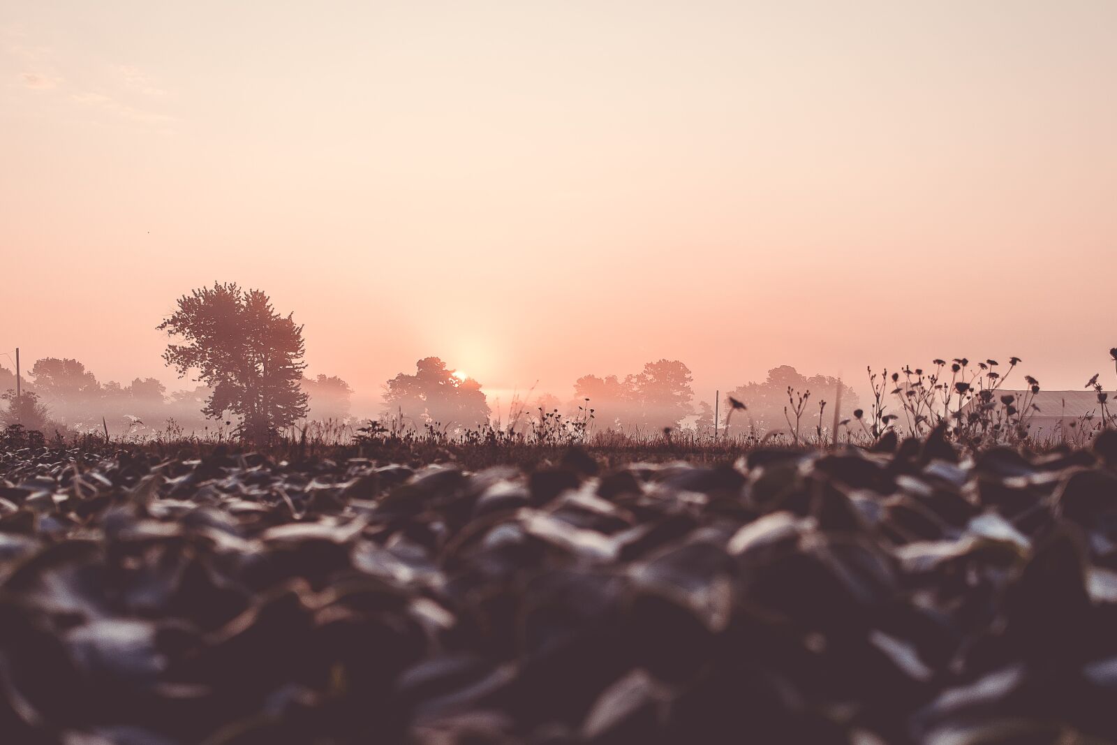 Nikon D600 sample photo. Field, brown, sunrise photography