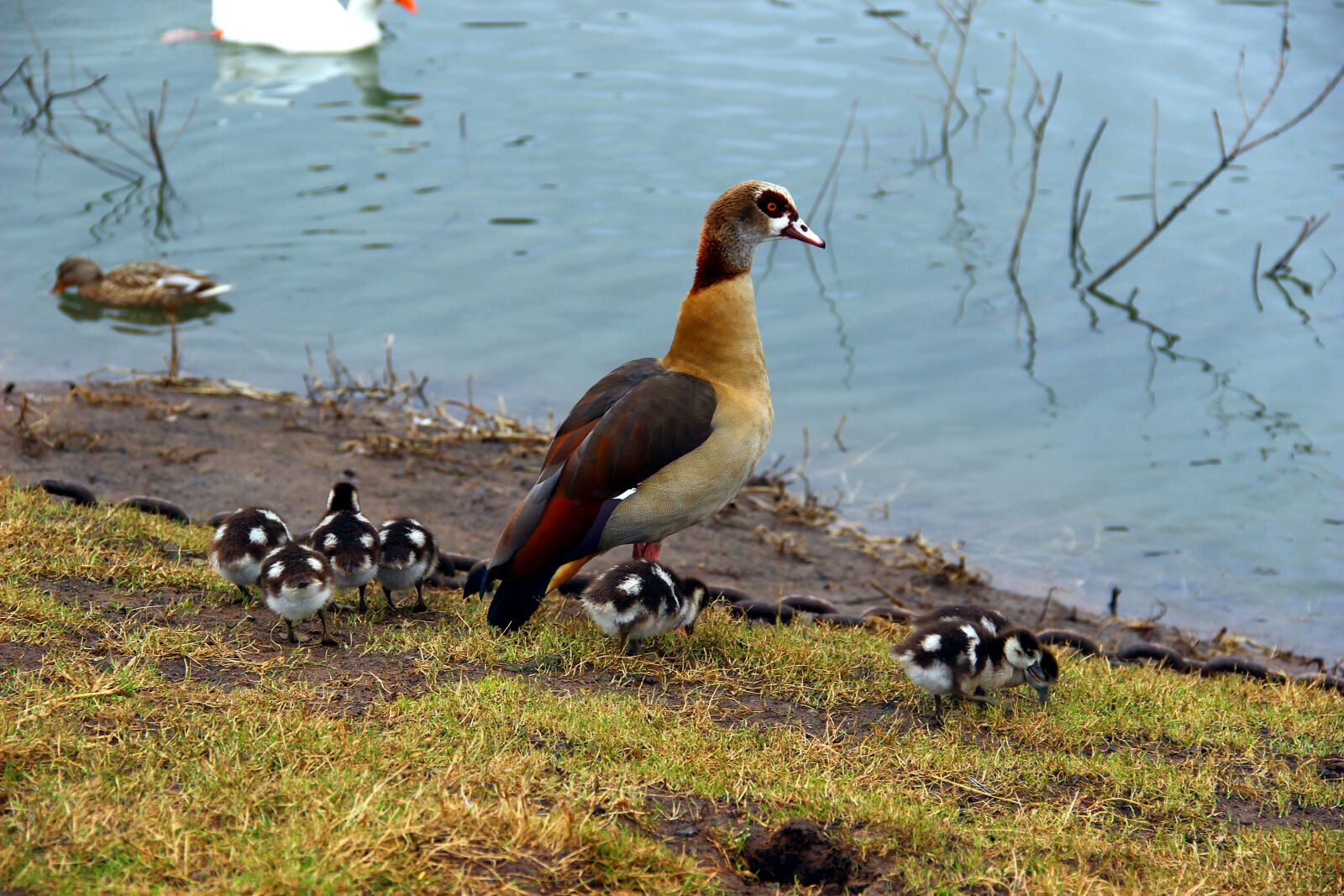 Canon EOS 600D (Rebel EOS T3i / EOS Kiss X5) sample photo. Bird, chicks, nature photography