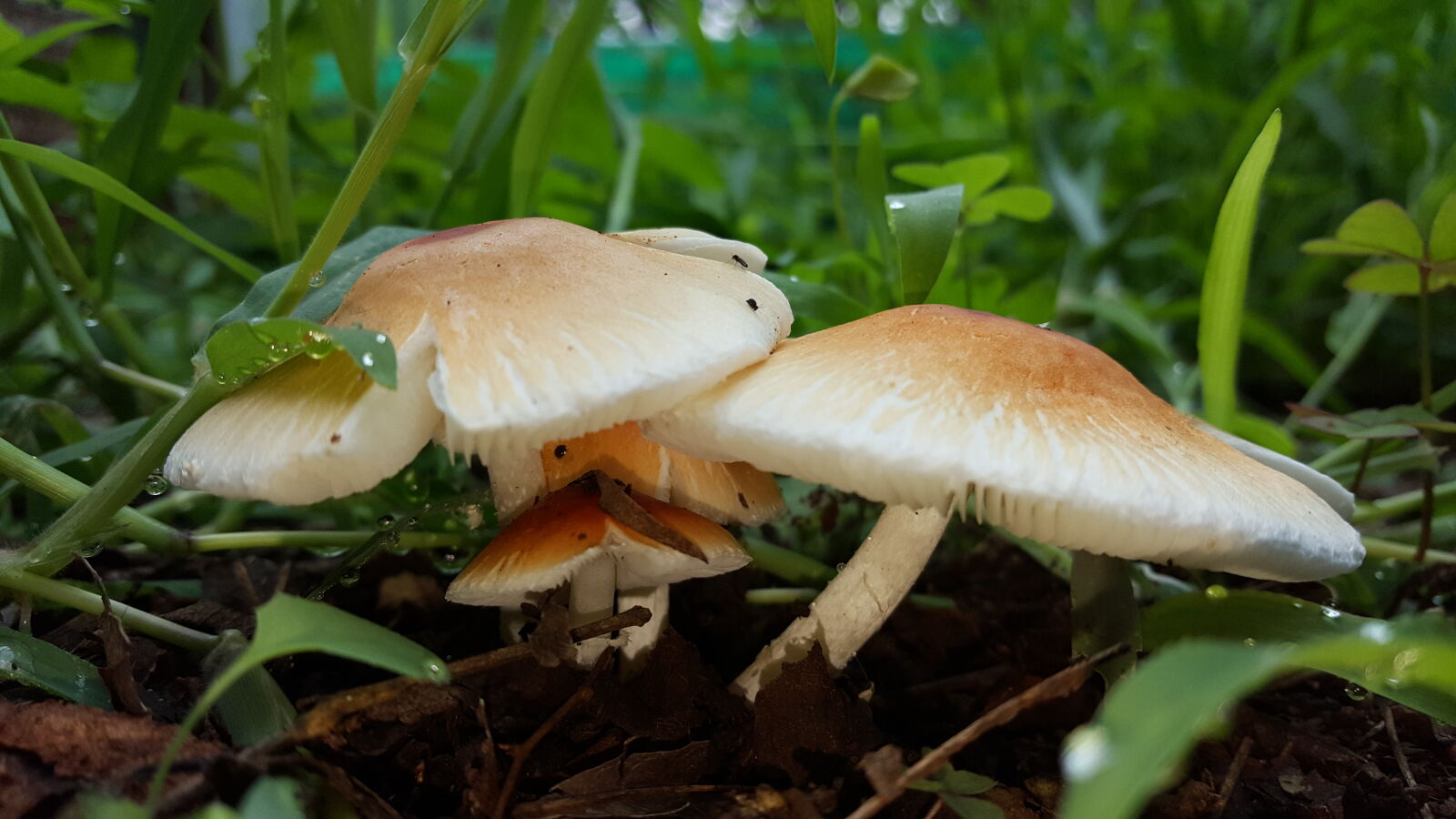 Samsung Galaxy S6 sample photo. Close, up, view, mushroom photography
