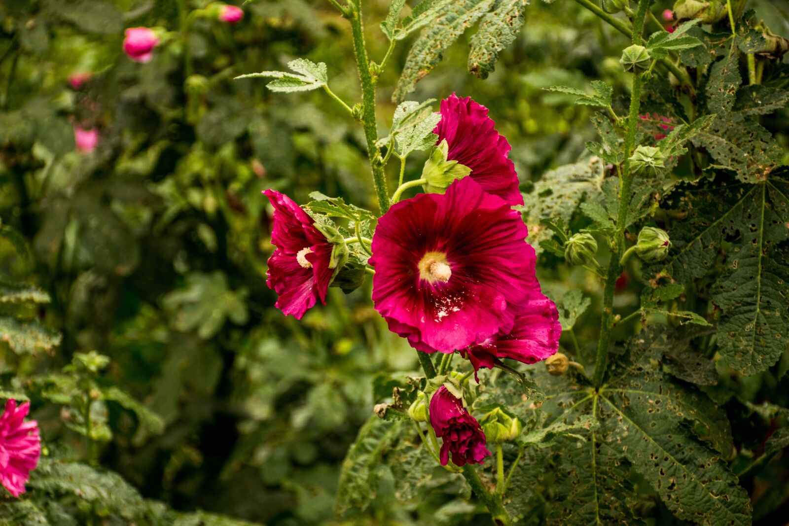 Nikon D5300 sample photo. Flowers, nature, floral photography