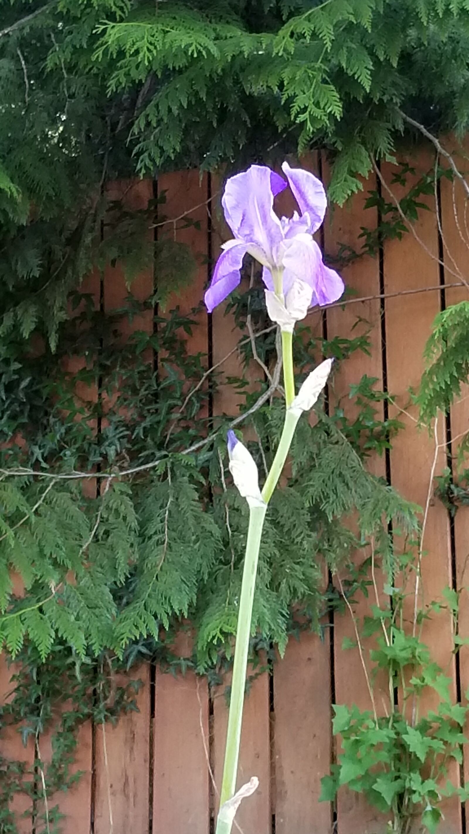 Samsung Galaxy S8 sample photo. Flowers, iris, purple flower photography