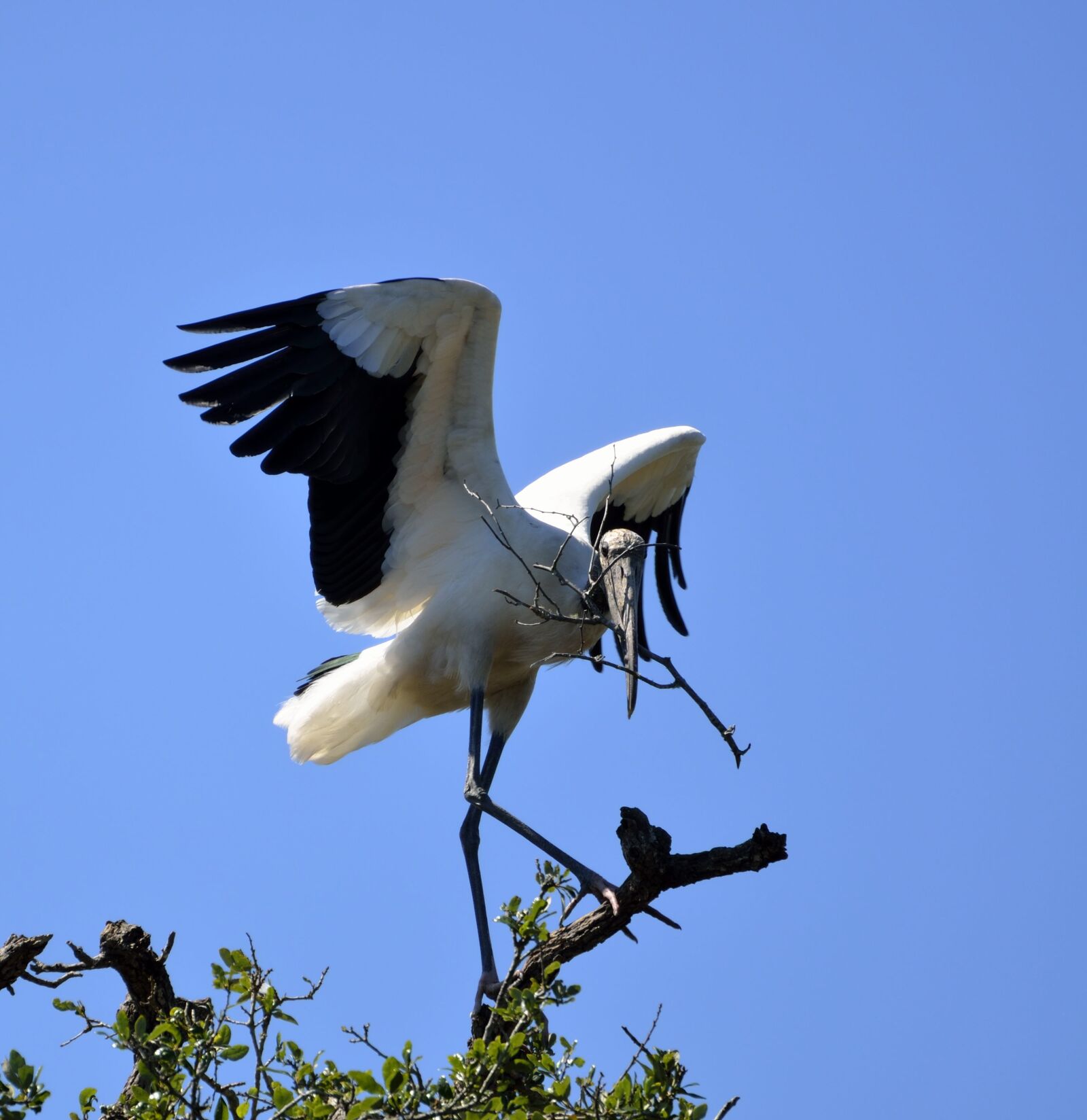 Nikon D7000 sample photo. Wood stork, stork, bird photography