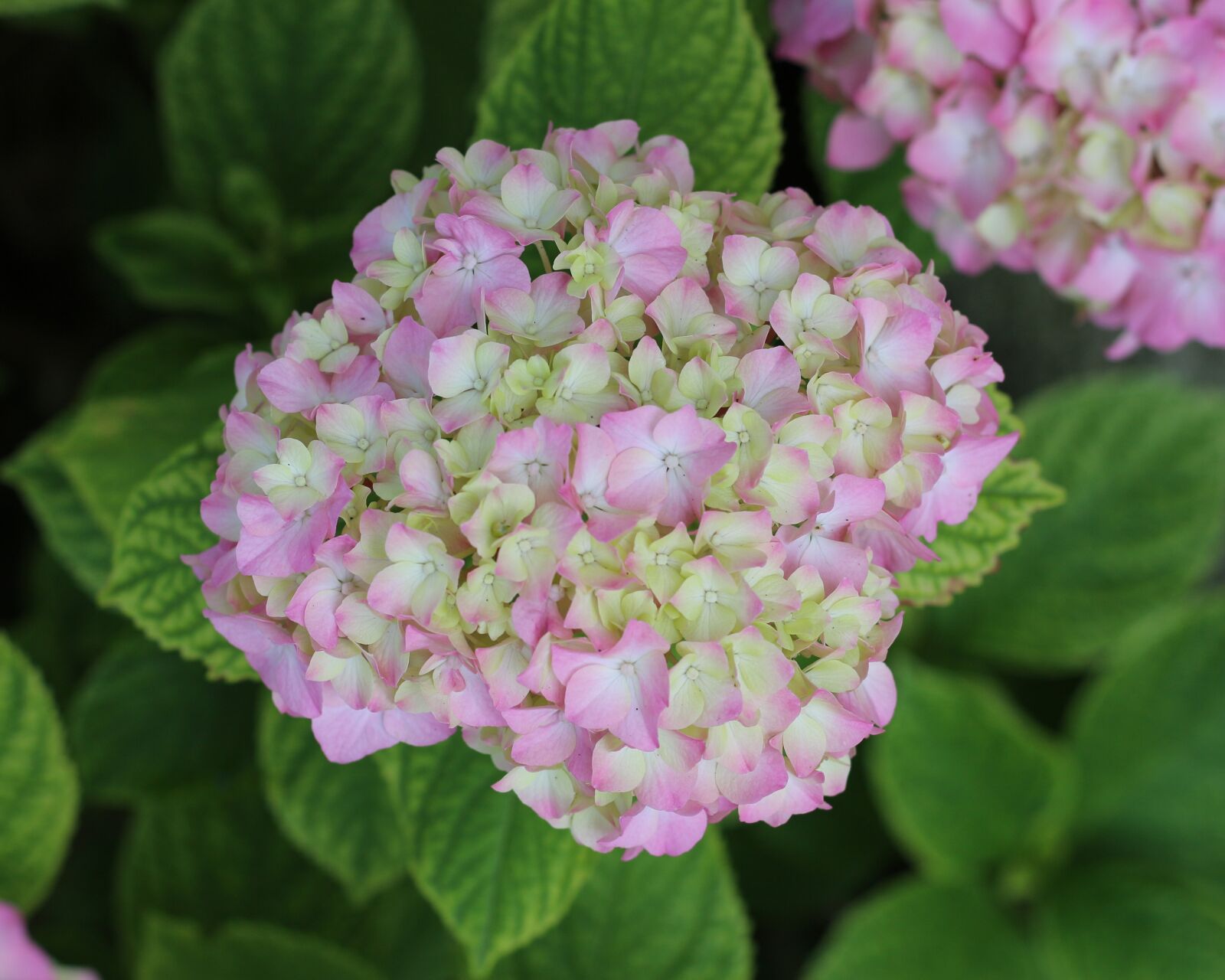 Canon EOS 700D (EOS Rebel T5i / EOS Kiss X7i) sample photo. Hydrangea, flowers, nature photography