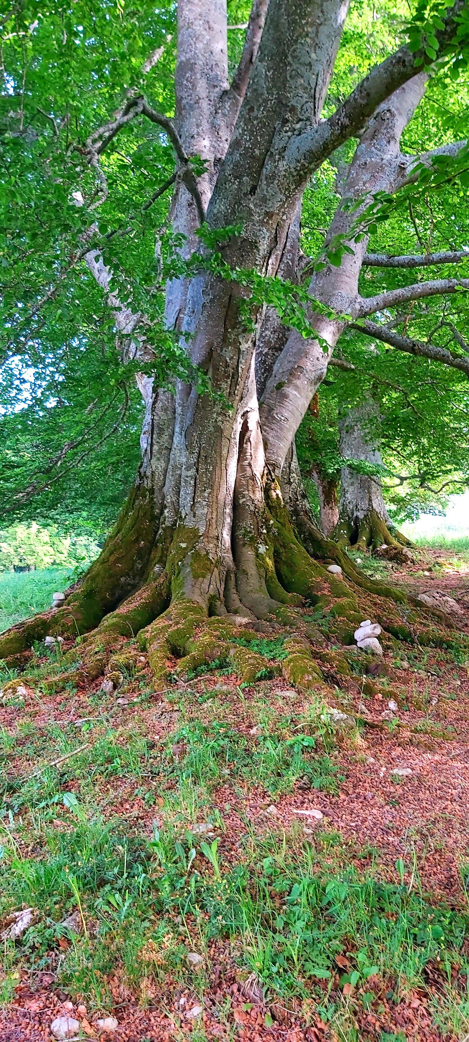 Samsung Galaxy A70 sample photo. Beech, force, nature photography