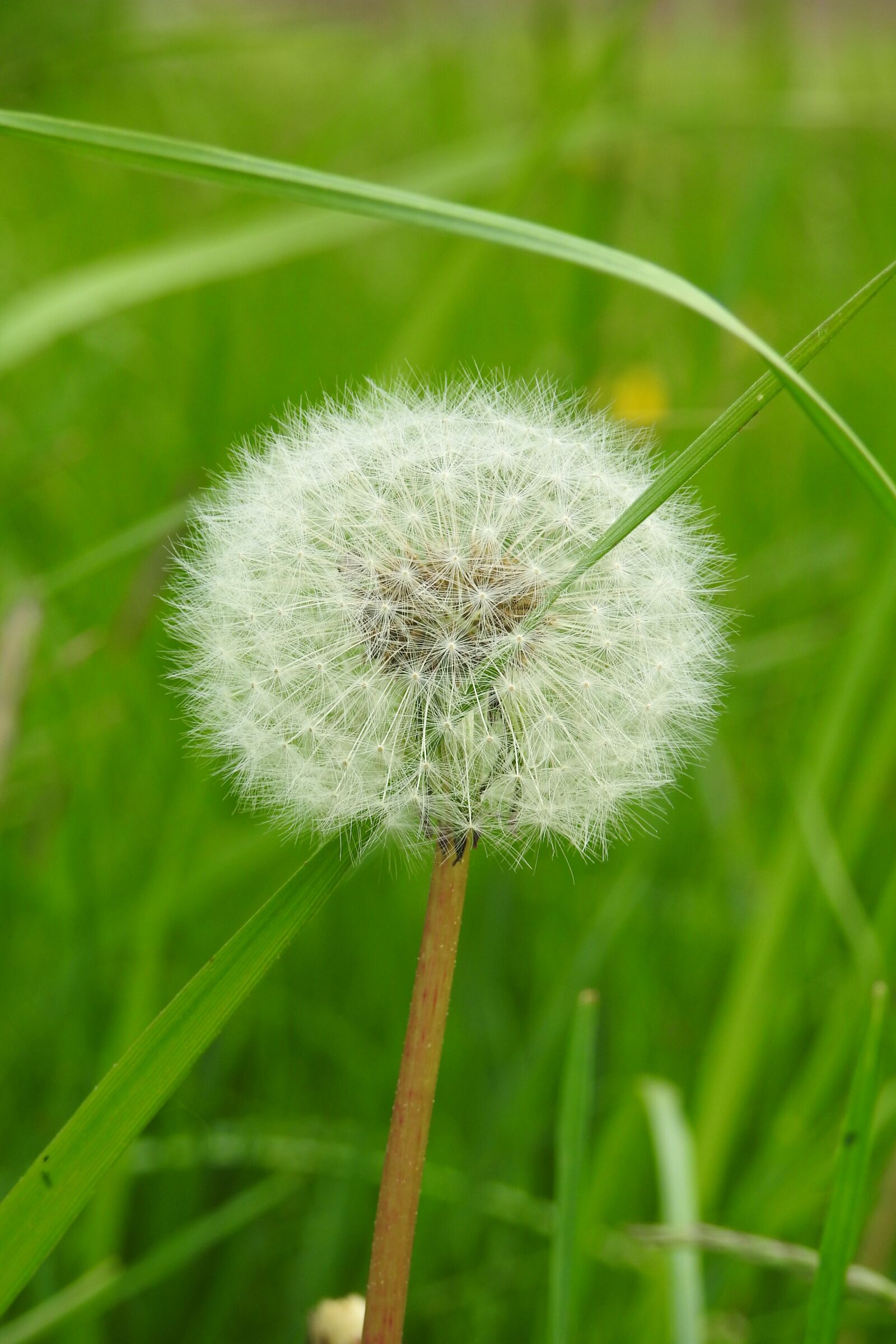 Nikon Coolpix P900 sample photo. Lawn, nature, plant photography