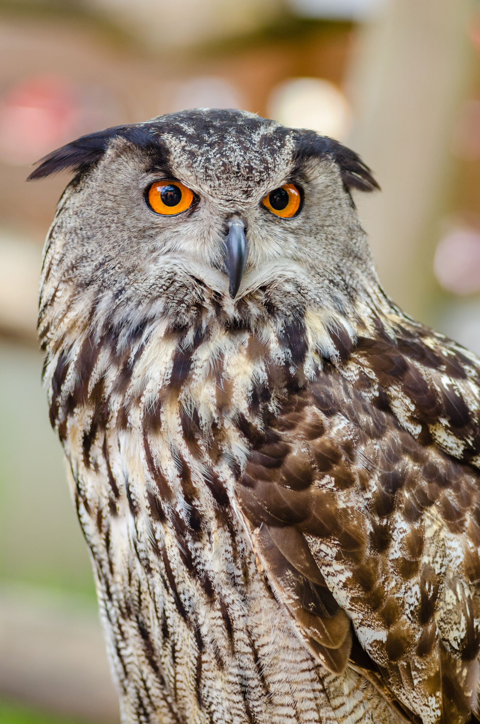 AF Zoom-Nikkor 80-200mm f/2.8 ED sample photo
