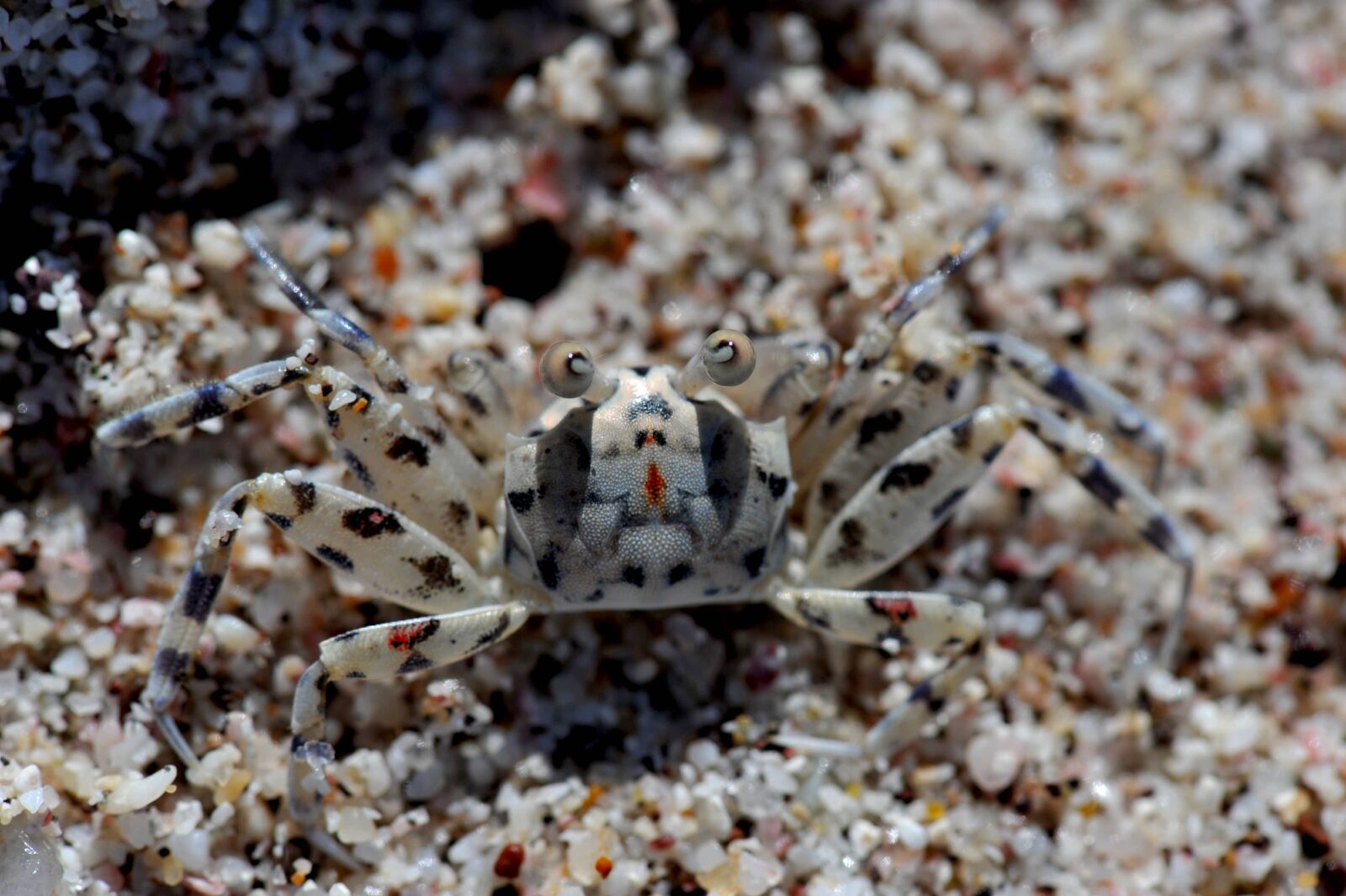 Nikon D3 sample photo. Animal, close-up, crab photography