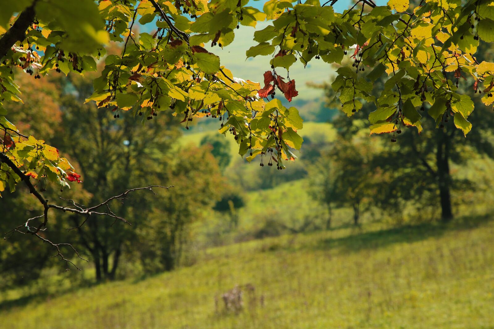 Canon EOS-1D C sample photo. Autumn, nature, deciduous trees photography