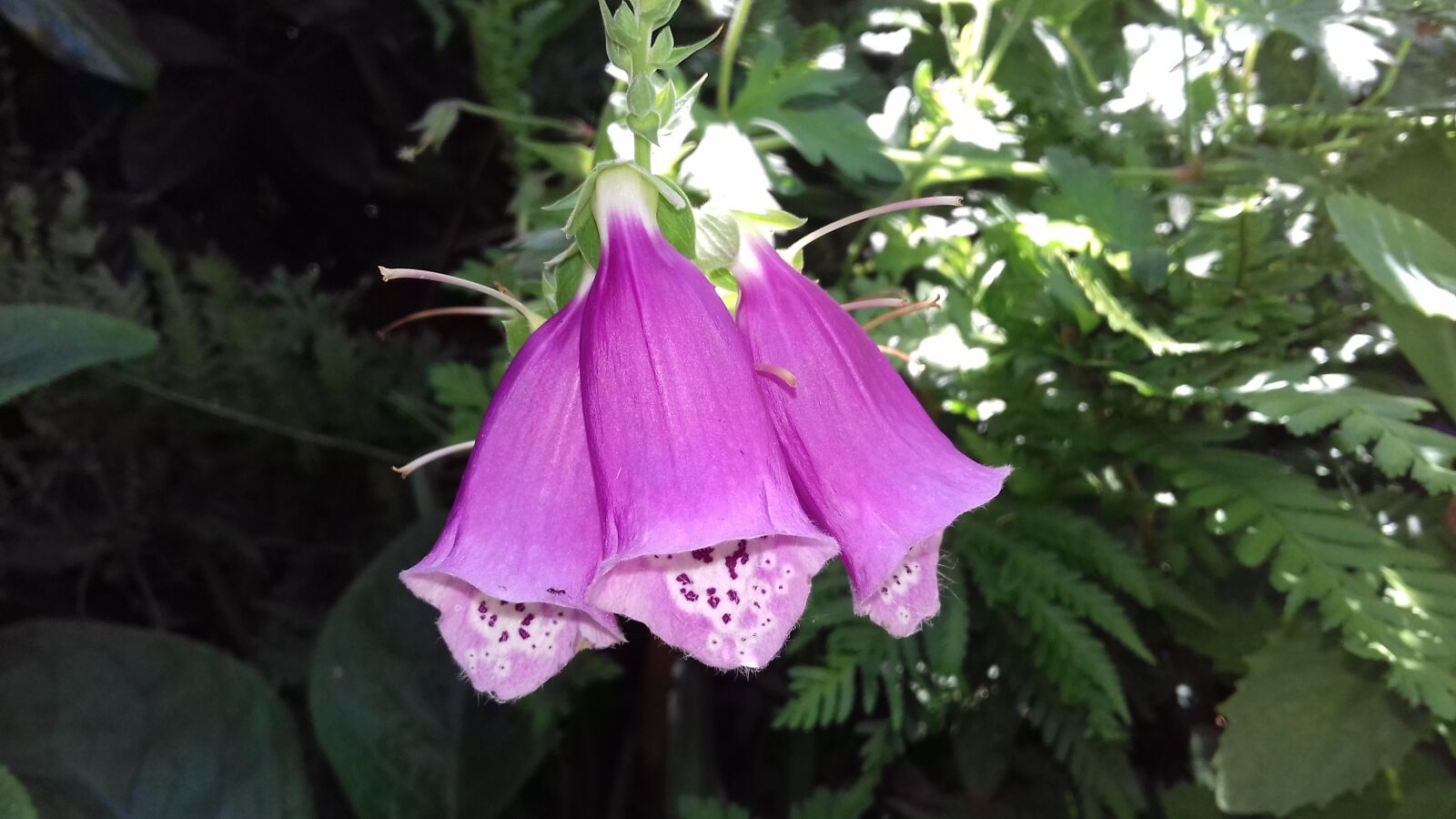 Samsung Galaxy J3(2016) sample photo. Nature, garden, flora photography