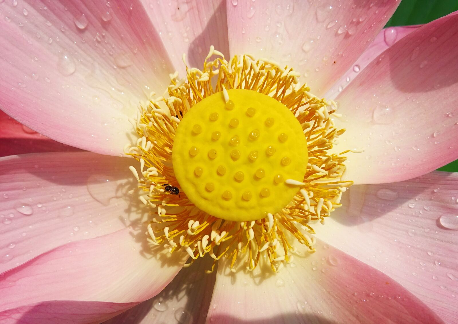 Sony DSC-HX60V sample photo. Lotus, flower, pink photography
